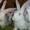 белый и серый великан (кролики) - Изображение #1, Объявление #695534