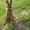 щенок бельгийской овчарки   малинуа - Изображение #3, Объявление #521041