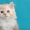 Шотландские котята хайленды - Изображение #3, Объявление #684333