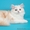 Шотландские котята хайленды - Изображение #2, Объявление #684333