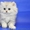 Шотландские плюшевые котята из питомника редких окрасов Голубоглазые  - Изображение #2, Объявление #684005