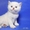 Шотландские плюшевые котята из питомника редких окрасов Голубоглазые  - Изображение #1, Объявление #684005