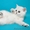 Шотландские плюшевые котята из питомника редких окрасов Голубоглазые  - Изображение #4, Объявление #684005