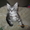 Продается котенок породы Мейн-Кун - Изображение #1, Объявление #686875