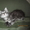 Продается котенок породы Мейн-Кун - Изображение #3, Объявление #686875