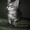 Продается котенок породы Мейн-Кун - Изображение #4, Объявление #686875