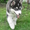 Продается щенок аляскинского маламута - Изображение #2, Объявление #680307