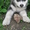Продается щенок аляскинского маламута - Изображение #3, Объявление #680307