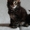 Мейн кун котята из питомника BRIGHT STAR #433404