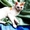 Котик Томми; 6 лет; бесплатно - Изображение #3, Объявление #683205