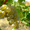 Виноград, яблоки, слива - Изображение #3, Объявление #723983