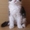 Породные котята мейн кун - Изображение #1, Объявление #708426