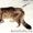 в дар сибирский котик Макс - Изображение #2, Объявление #702712