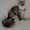 Породные котята мейн кун - Изображение #6, Объявление #708426