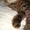 в дар сибирский котик Макс - Изображение #6, Объявление #702712
