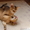 Классные абиссинские котята #720544