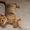 Классные абиссинские котята - Изображение #1, Объявление #720544