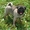 щенок мопса девочка 3 месяца беж. окраса - Изображение #2, Объявление #724768
