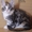 Породные котята мейн кун - Изображение #4, Объявление #708426