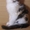 Породные котята мейн кун - Изображение #2, Объявление #708426