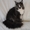 Породные котята мейн кун - Изображение #5, Объявление #708426