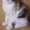 Породные котята мейн кун - Изображение #3, Объявление #708426