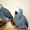 птенцы попугая жако - Изображение #1, Объявление #719515