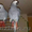 птенцы попугая жако - Изображение #2, Объявление #719515