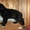пушистый чёрный щенок немецкой овчарки #734427