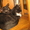 Двухмесячные котята  - Изображение #2, Объявление #738057