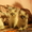 Невские маскарадные котята от чемпиона - Изображение #1, Объявление #741363