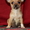 Чихуахуа щенки красотульки - Изображение #4, Объявление #764121