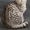  Котята-британцы - Изображение #1, Объявление #372021