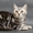  Котята-британцы - Изображение #2, Объявление #372021
