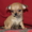 Чихуахуа щенки красотульки - Изображение #7, Объявление #764121