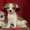Чихуахуа щенки красотульки - Изображение #8, Объявление #764121