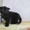 Плюшевые вислоухие шотландские котятки  - Изображение #2, Объявление #752654
