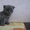 Плюшевые вислоухие шотландские котятки  - Изображение #3, Объявление #752654