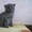 Плюшевые вислоухие шотландские котятки  - Изображение #5, Объявление #752654