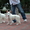 Белая овчарка-собака компаньон - Изображение #1, Объявление #751319