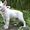 Белая овчарка-собака компаньон - Изображение #2, Объявление #751319