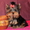 Йоркширского терьера щенки  красотульки - Изображение #5, Объявление #771405