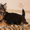 Йоркширского терьера щенки  красотульки - Изображение #2, Объявление #771405
