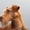 Стрижка собак, кошек в Южном округе - Изображение #1, Объявление #766145