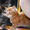 Котята мейн-кун из питомника кошек Raleos BY #769448