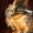 Стрижка собак, кошек в Южном округе - Изображение #9, Объявление #766145