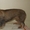 Стрижка собак, кошек в Южном округе - Изображение #8, Объявление #766145