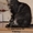 Котята мейн-кун из питомника кошек Raleos BY - Изображение #2, Объявление #769448