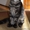 Котята мейн-кун из питомника кошек Raleos BY - Изображение #3, Объявление #769448