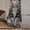 Котята мейн-кун из питомника кошек Raleos BY - Изображение #4, Объявление #769448